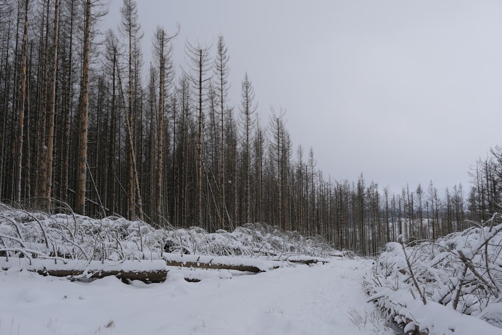 a snow covered path through a forest with lots of trees