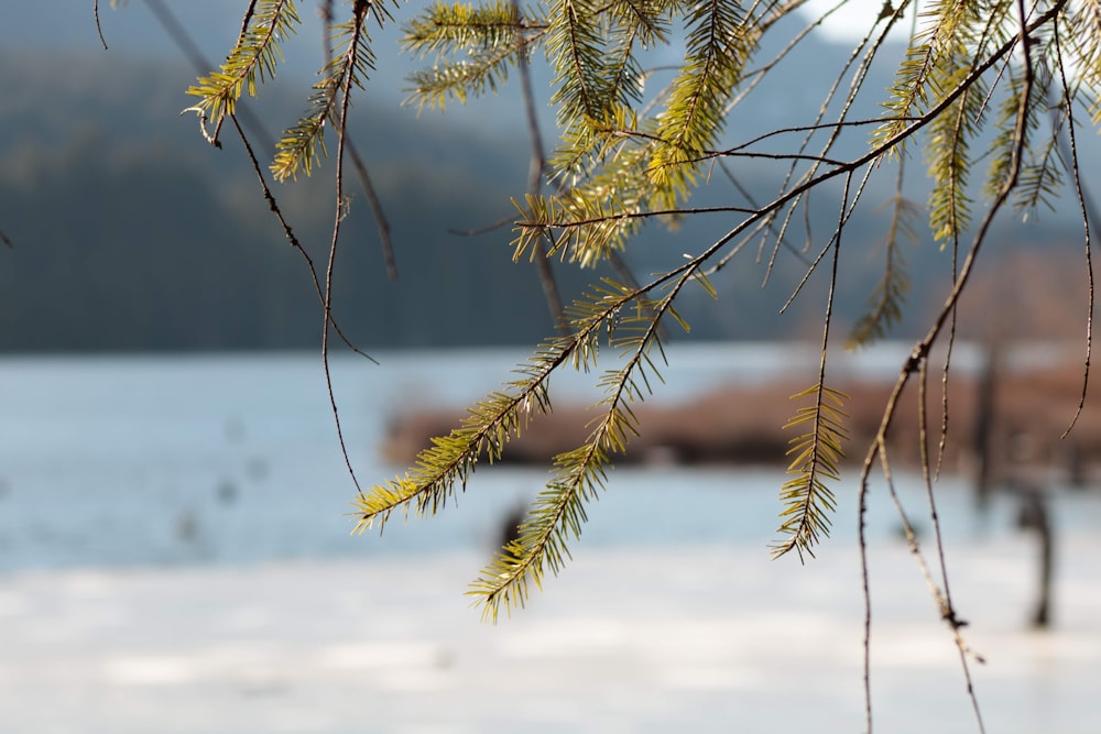 a close up of a tree branch with a body of water in the background