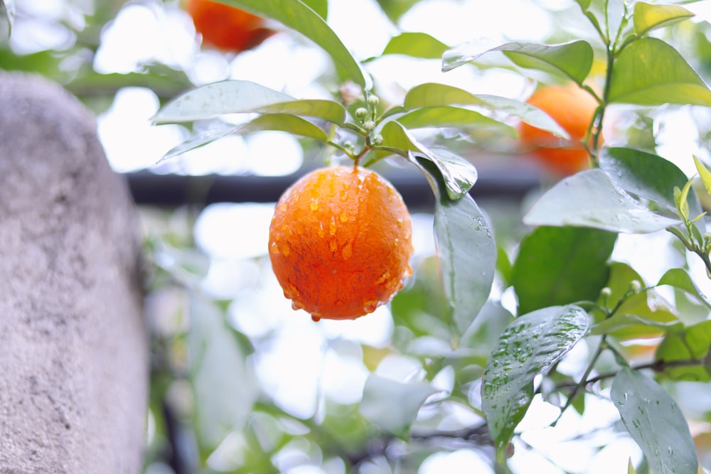 an orange hanging from a tree with leaves