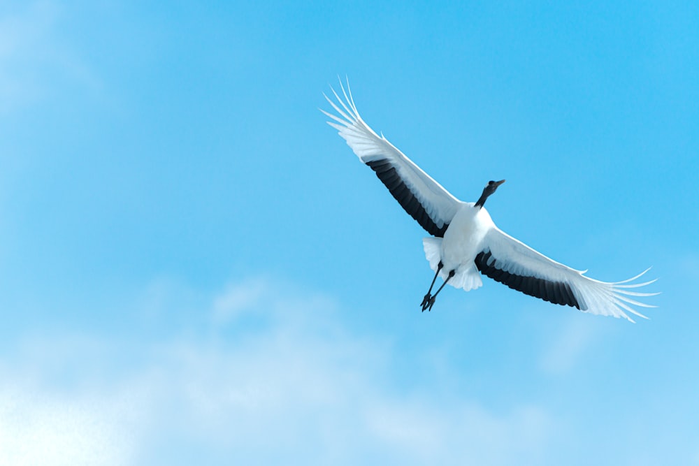 a large white bird flying through a blue sky