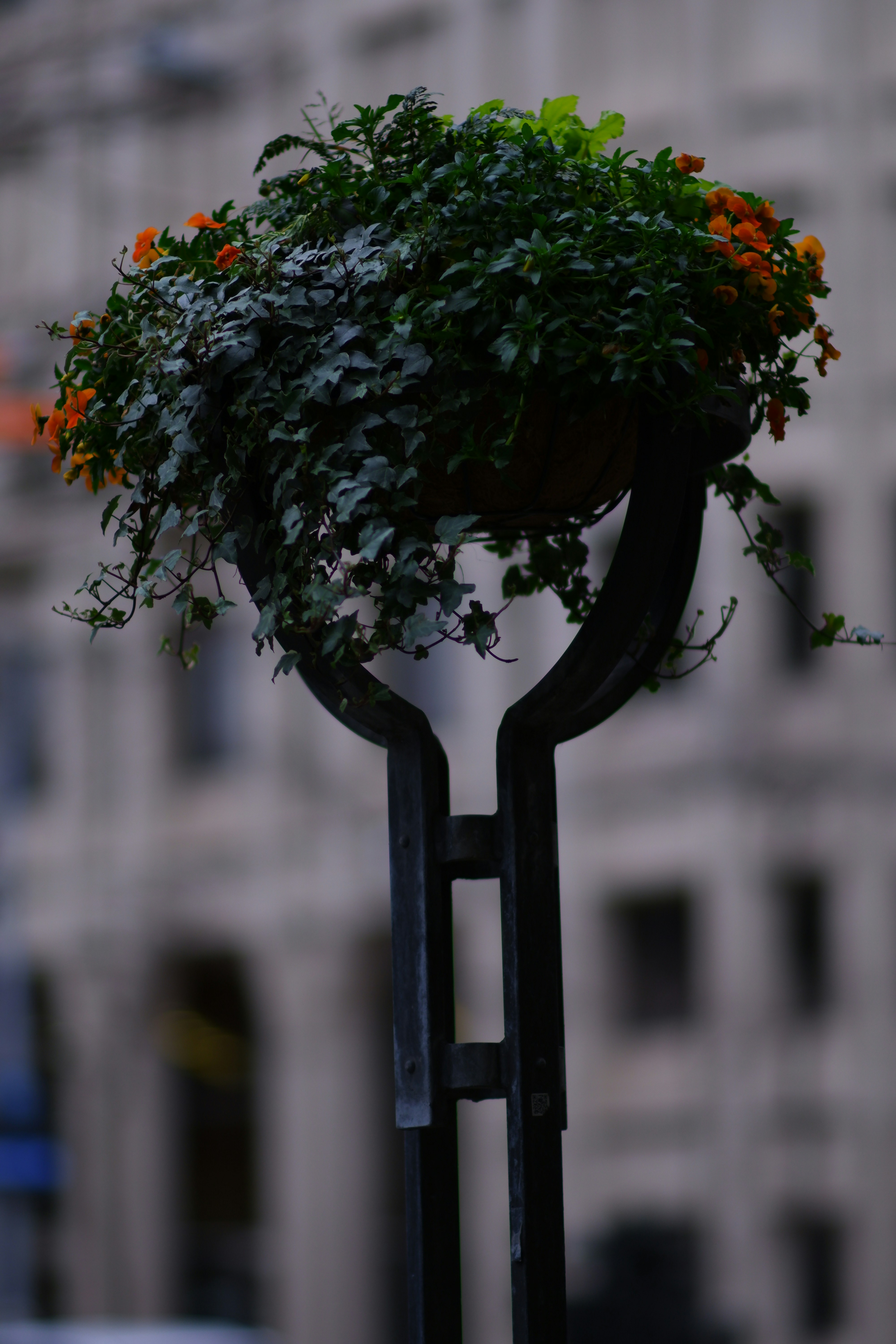 une plante pousse au sommet d’un poteau