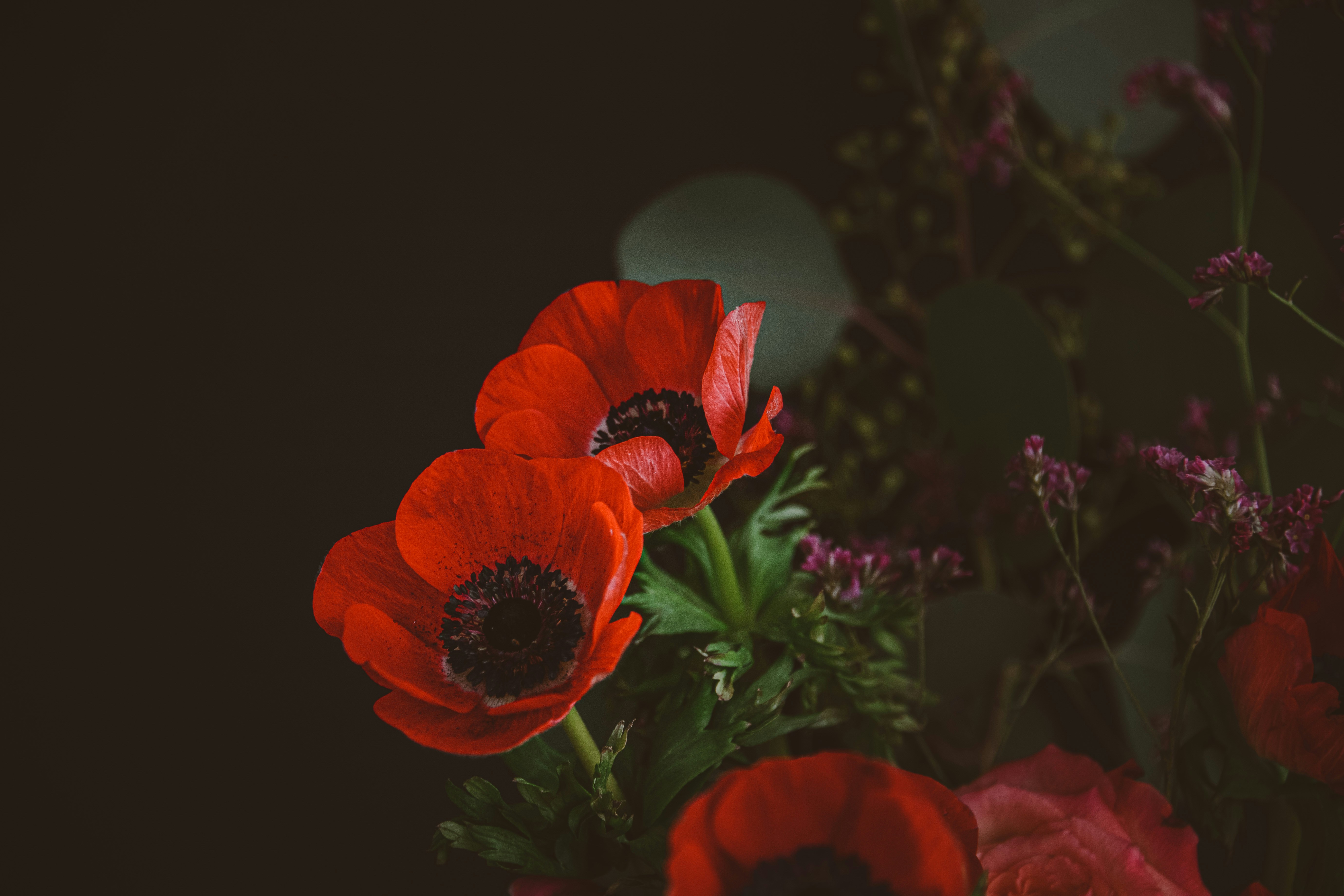 Photo by anitaaustvika