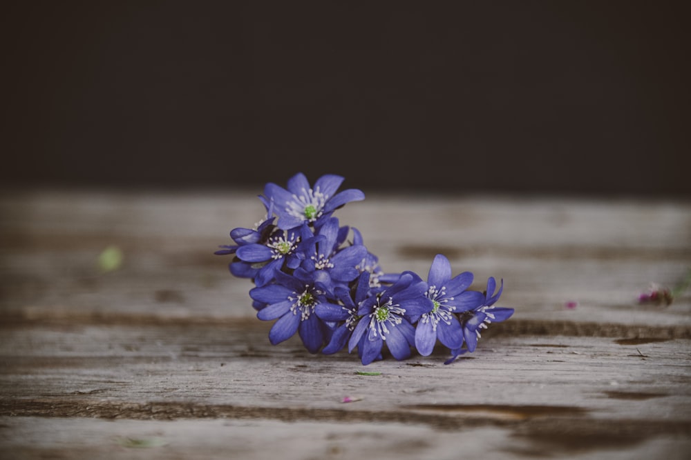 a group of blue flowers sitting on top of a wooden table
