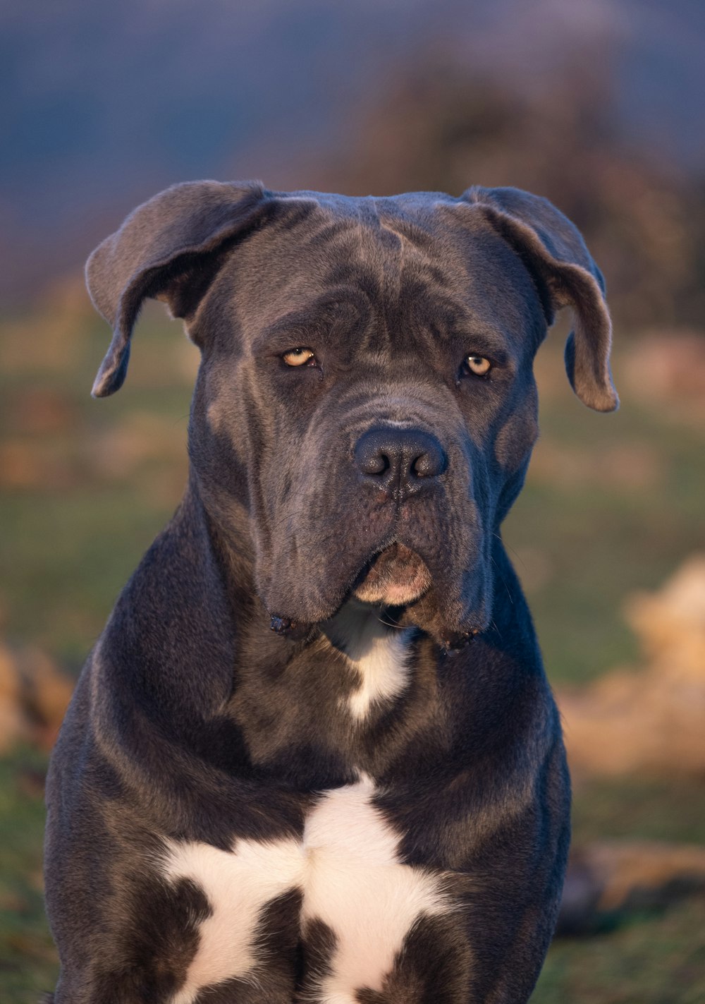 a black and white dog sitting on top of a grass covered field