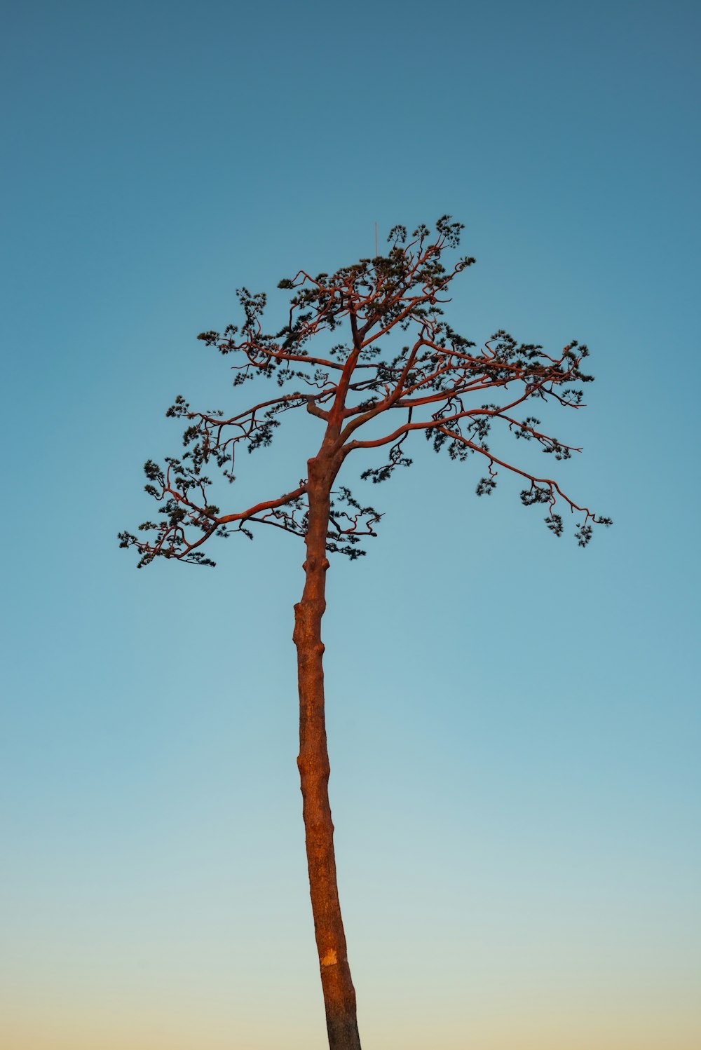 a tall tree standing in the middle of a field