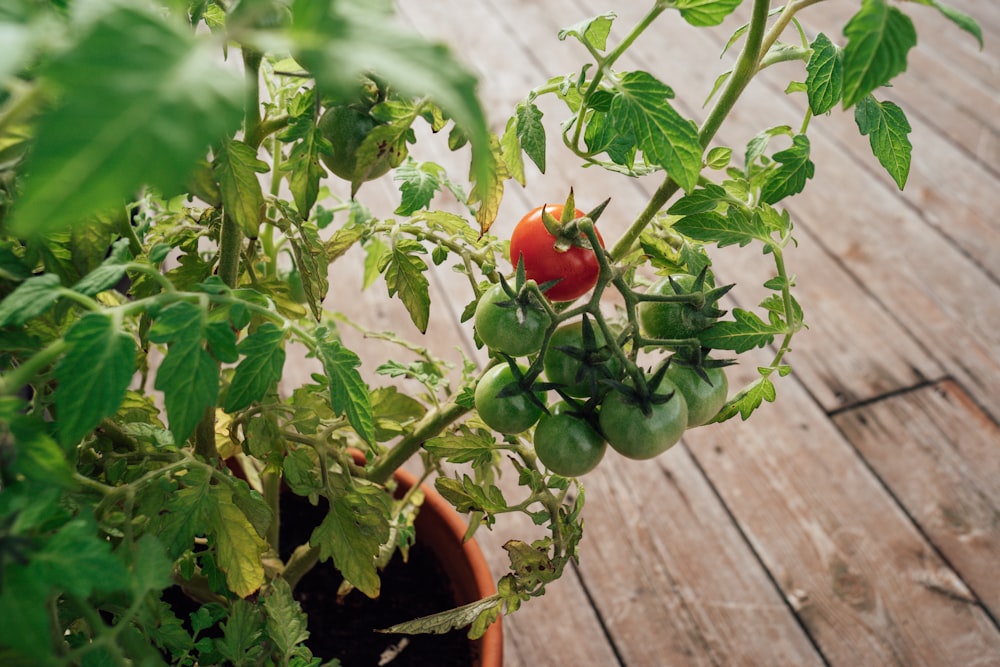 a tomato plant in a pot on a wooden deck