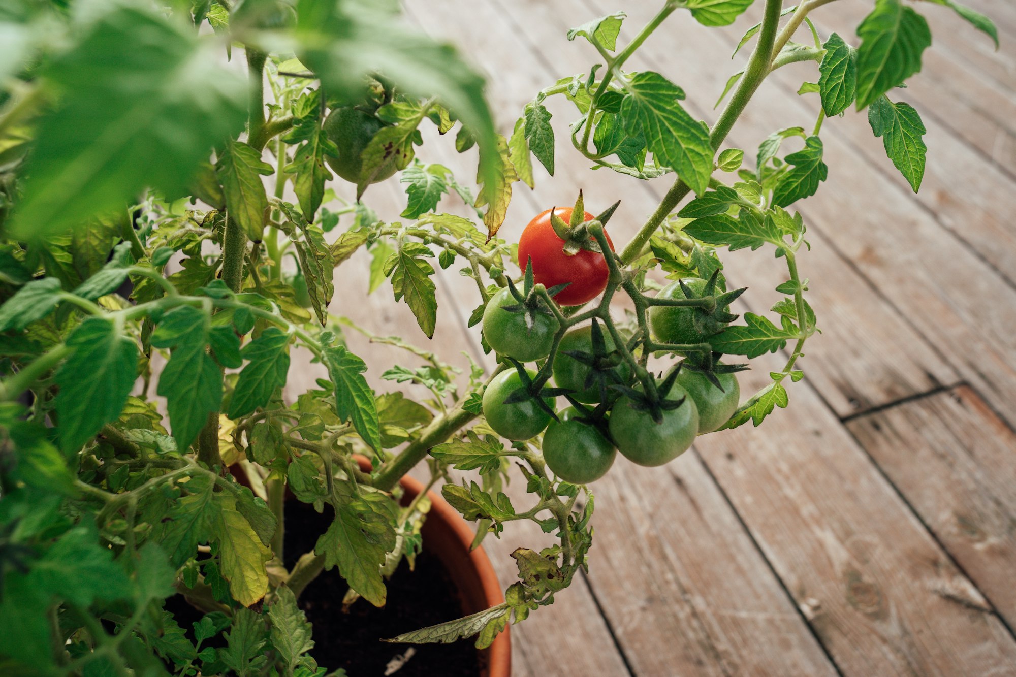 a tomato plant in a pot on a wooden deck