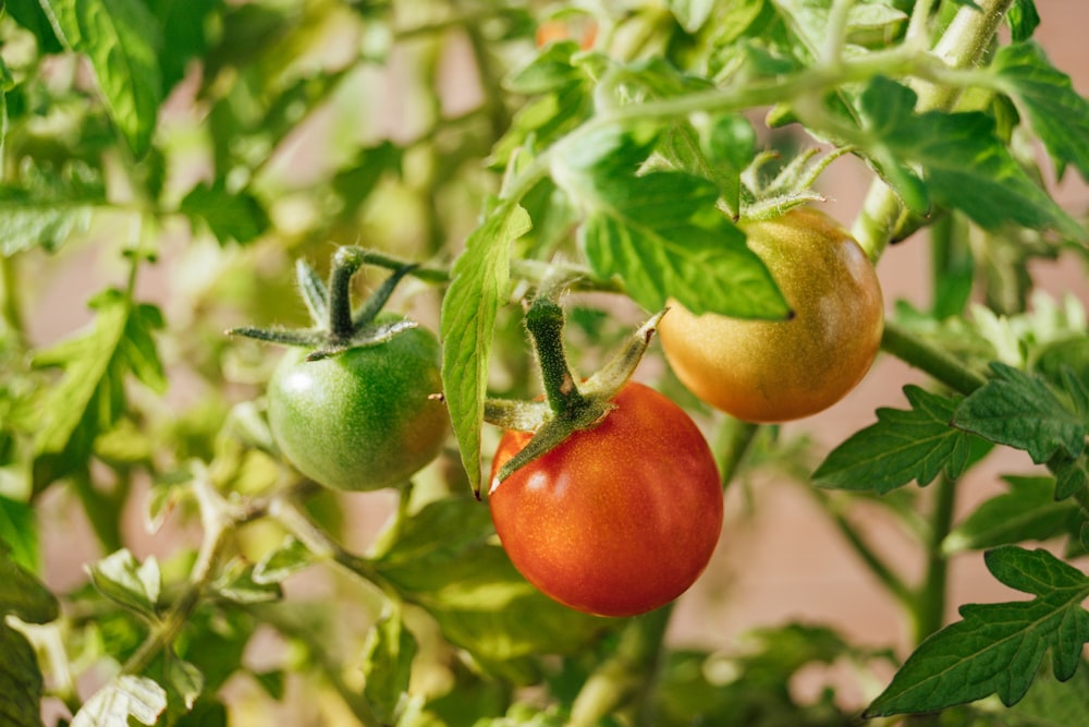 a couple of tomatoes hanging from a plant
