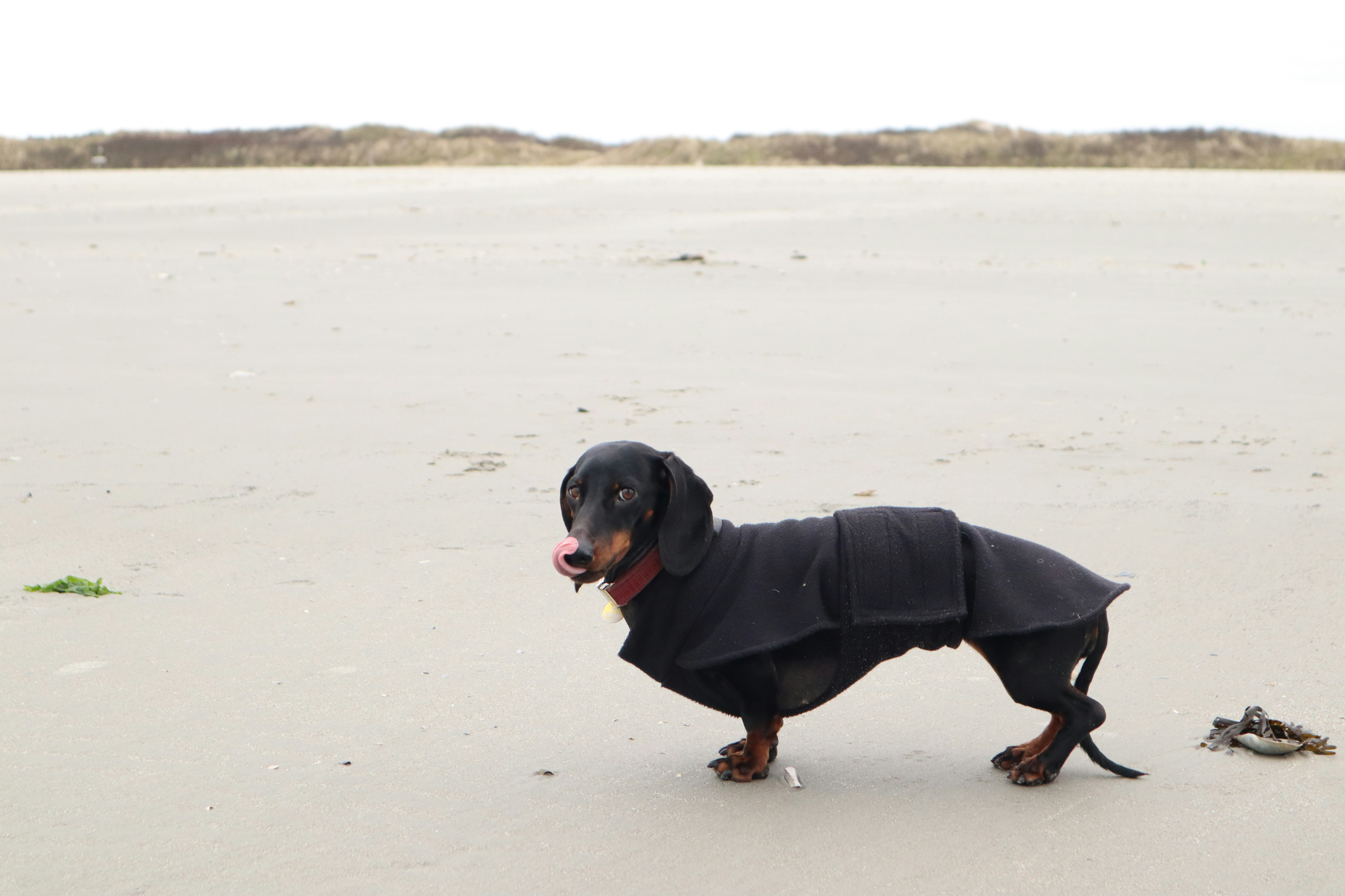 dog with dull coat