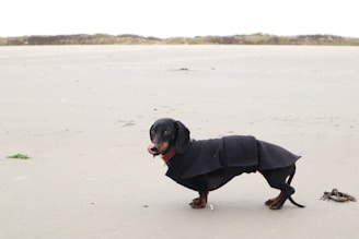 A dachshund wearing a black coat stands on a sandy beach with sparse vegetation in the background. Its tongue is out, and it looks towards the camera.