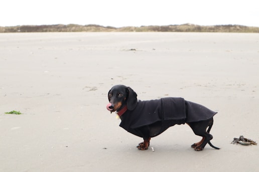 A dachshund wearing a black coat stands on a sandy beach with sparse vegetation in the background. Its tongue is out, and it looks towards the camera.
