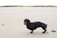 A dachshund wearing a black coat stands on a sandy beach with sparse vegetation in the background. Its tongue is out, and it looks towards the camera.