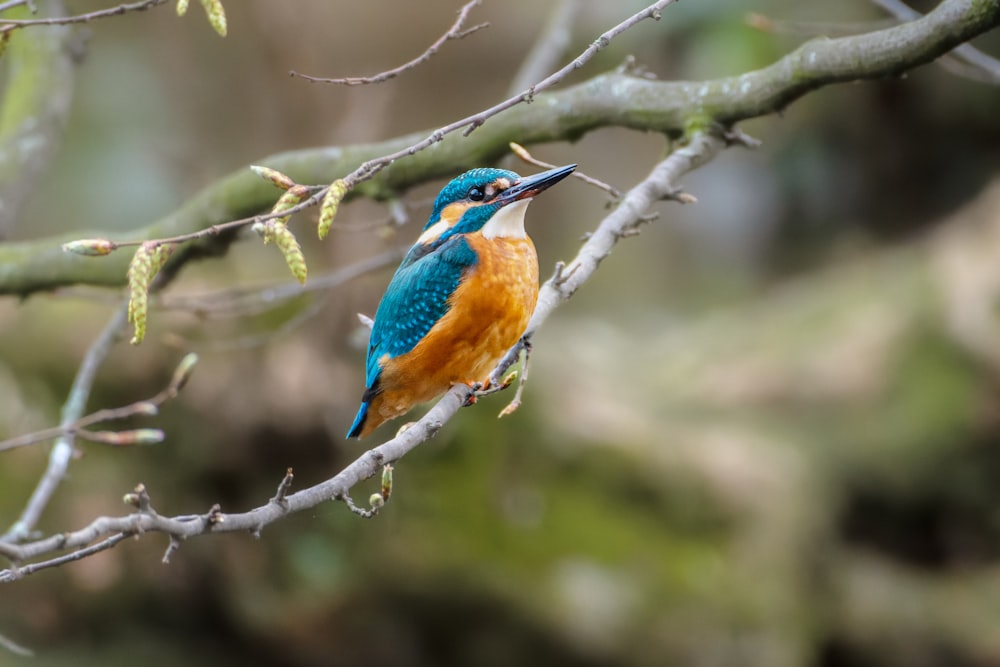 a colorful bird perched on top of a tree branch