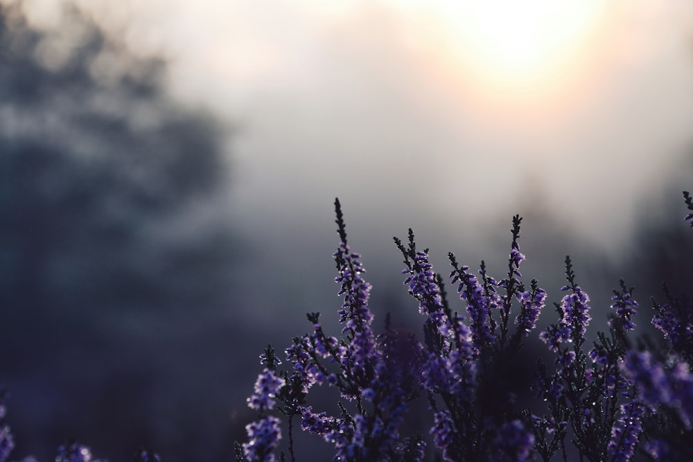 a field of purple flowers with the sun in the background