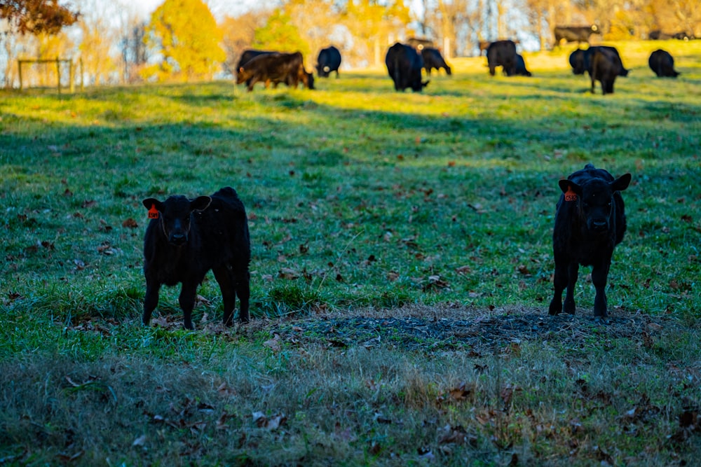 a herd of cattle standing on top of a lush green field