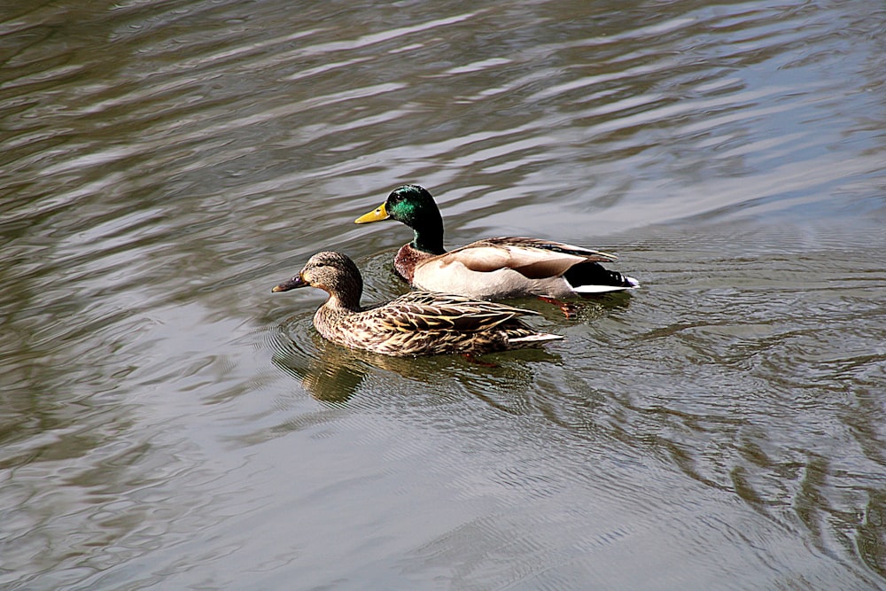 a couple of ducks floating on top of a lake