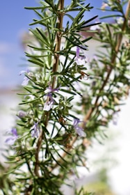 A close-up of a rosemary plant with green needle-like leaves and small, delicate light purple flowers. The background is blurred with a hint of blue sky, suggesting an outdoor setting.