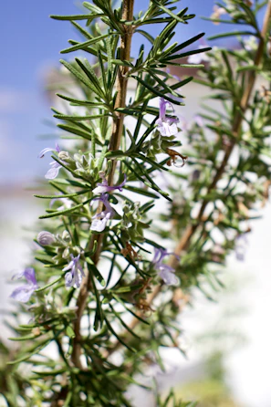 Close-up of rosemary and calendula plants used in Mapys hair care products.