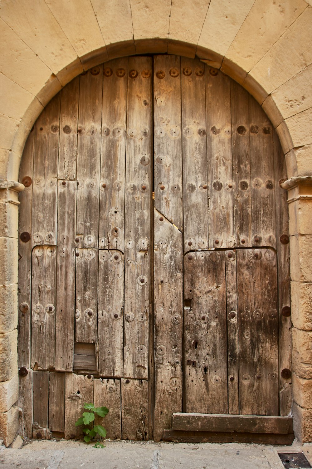 une vieille porte en bois avec une plante qui en sort