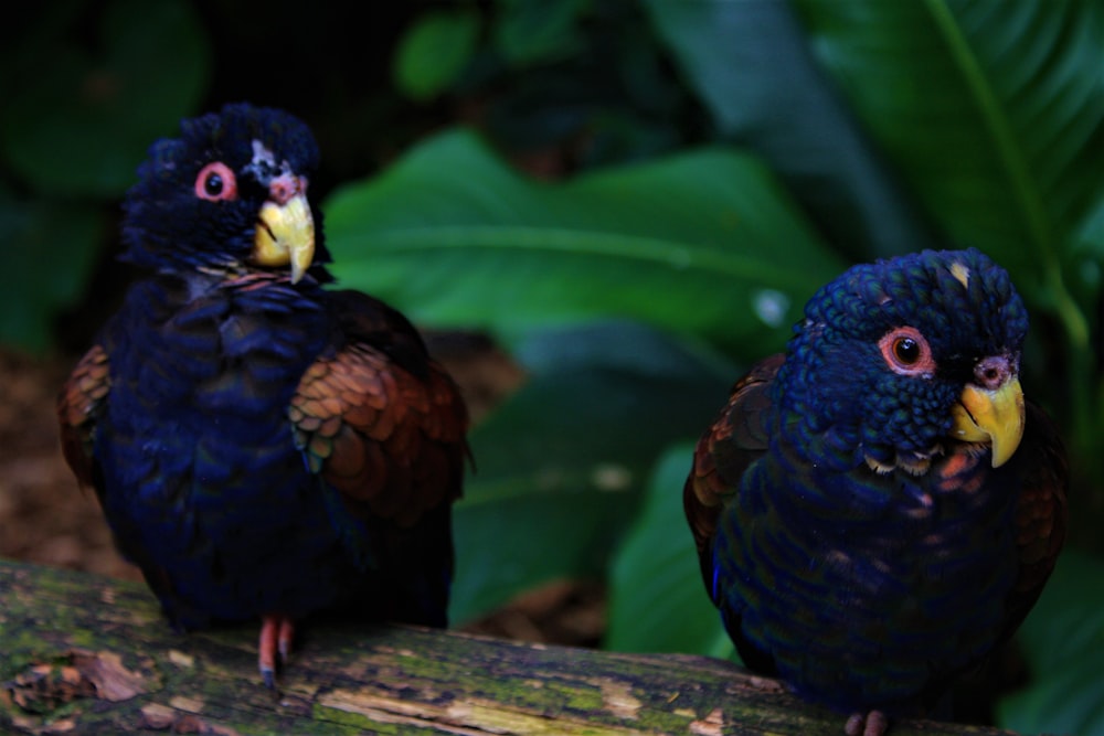 two colorful birds perched on a tree branch