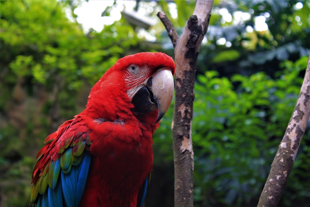 a red and blue parrot perched on a tree branch