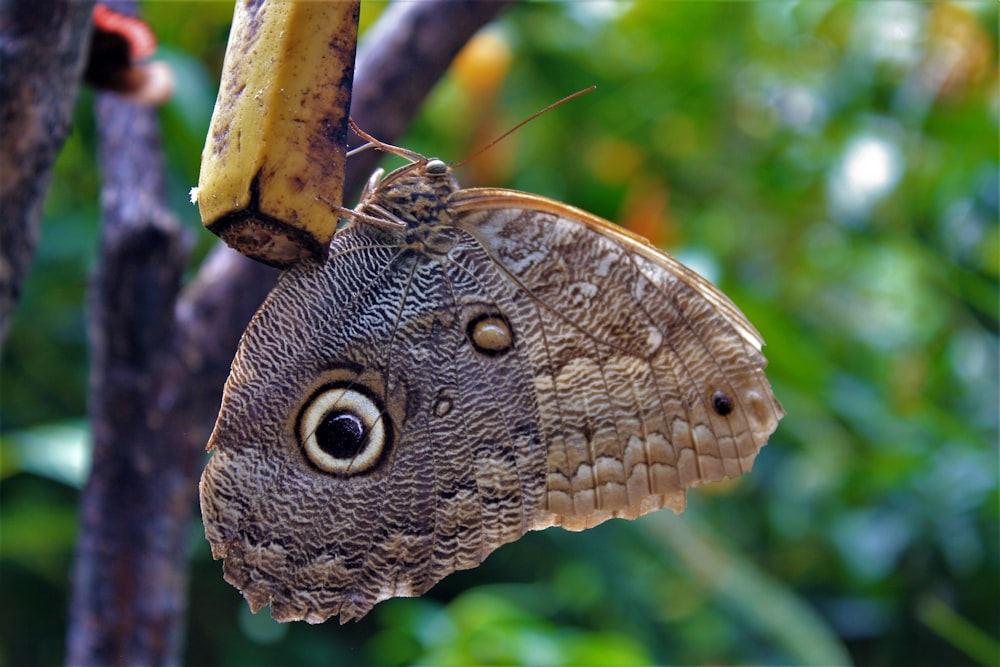 a close up of a butterfly on a tree branch