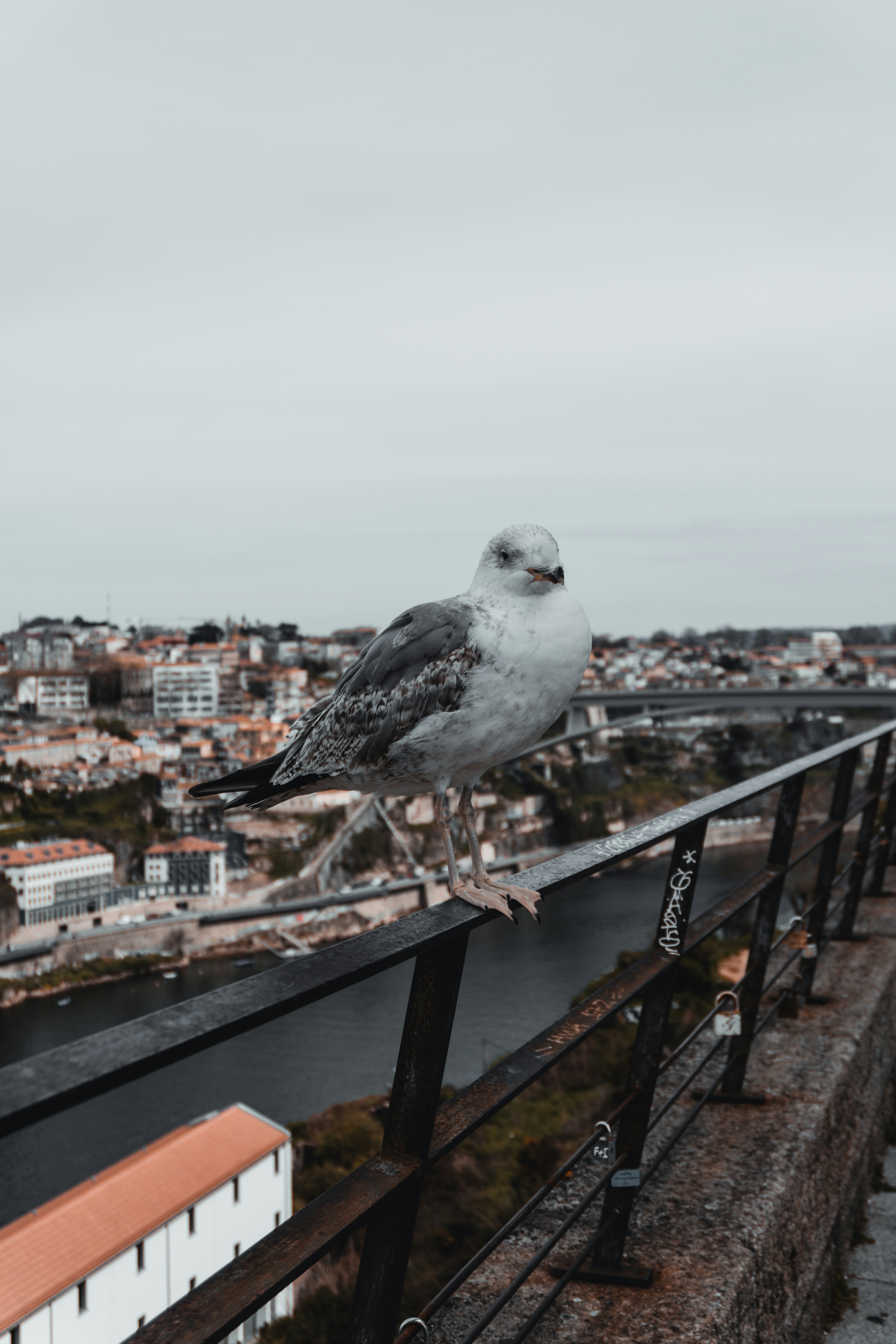 Photo by claudiolcastro