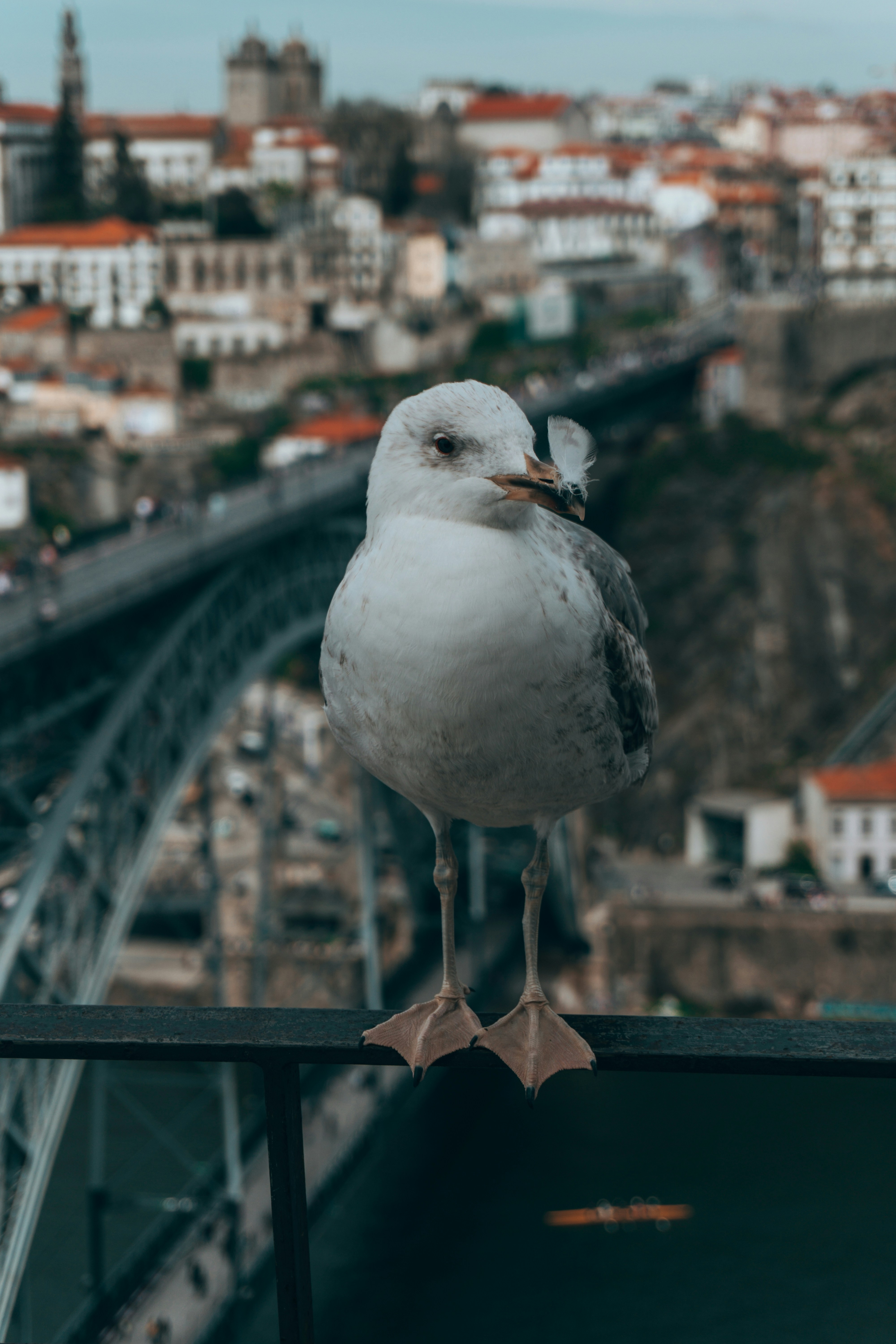 Photo by claudiolcastro