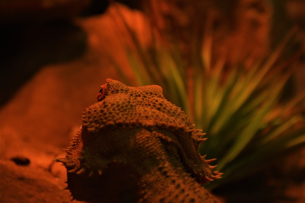 a close up of a lizard on a rock