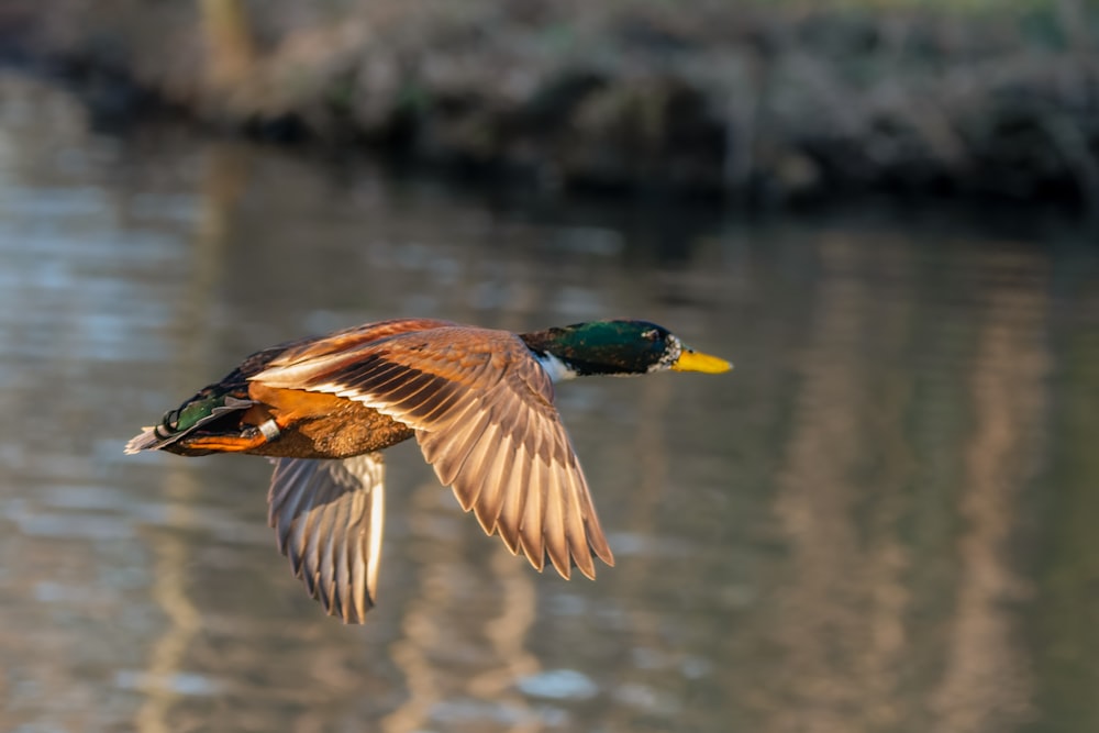 a couple of ducks flying over a body of water