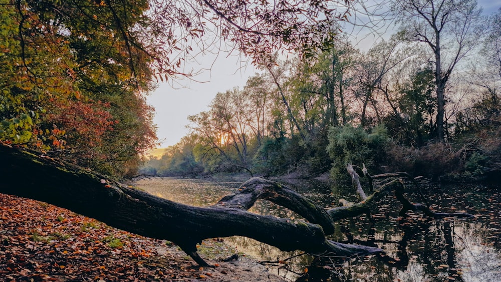 a fallen tree laying on the side of a river