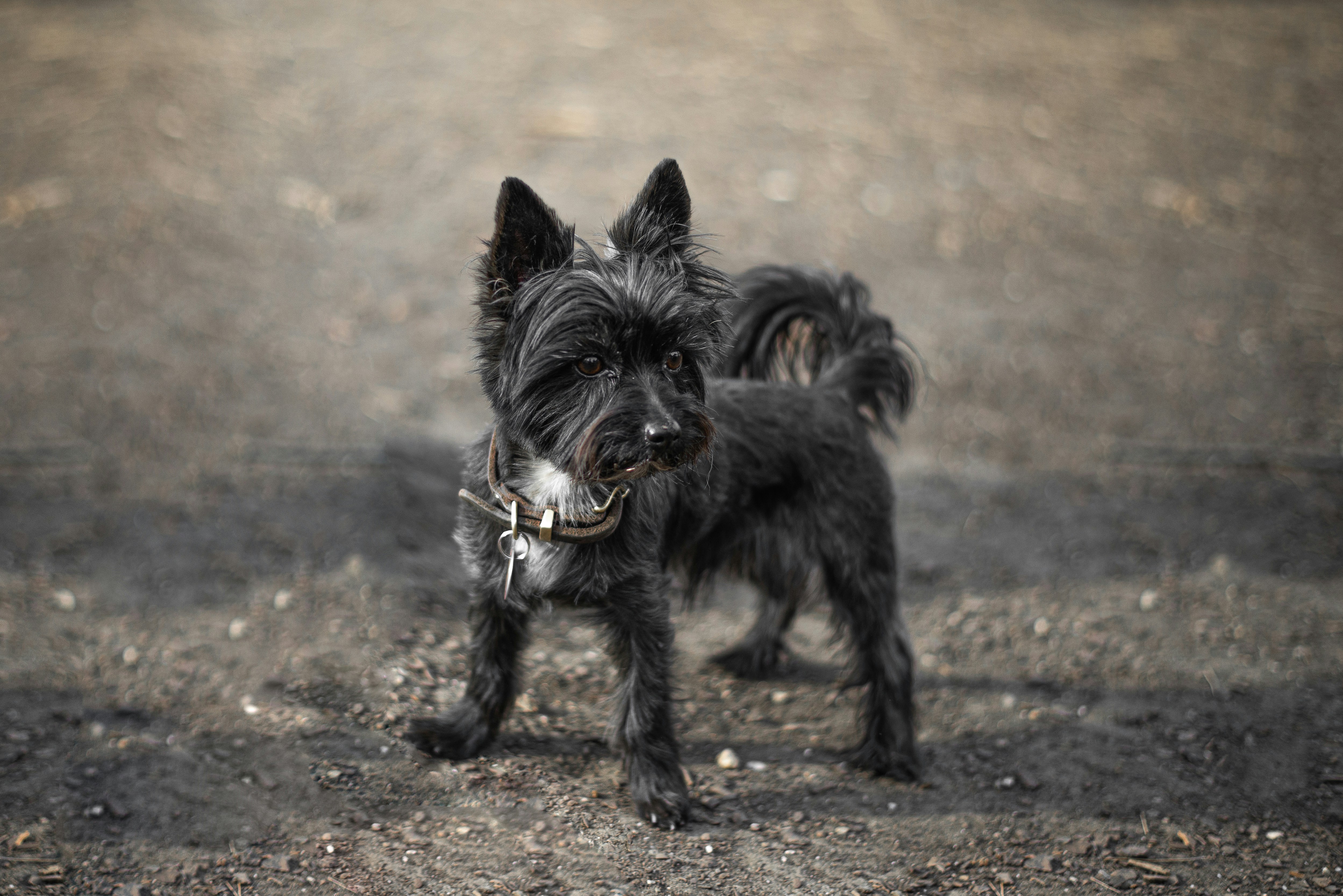 a small black dog standing on top of a dirt field