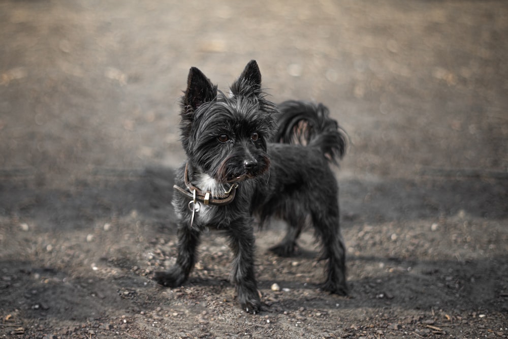 a small black dog standing on top of a dirt field