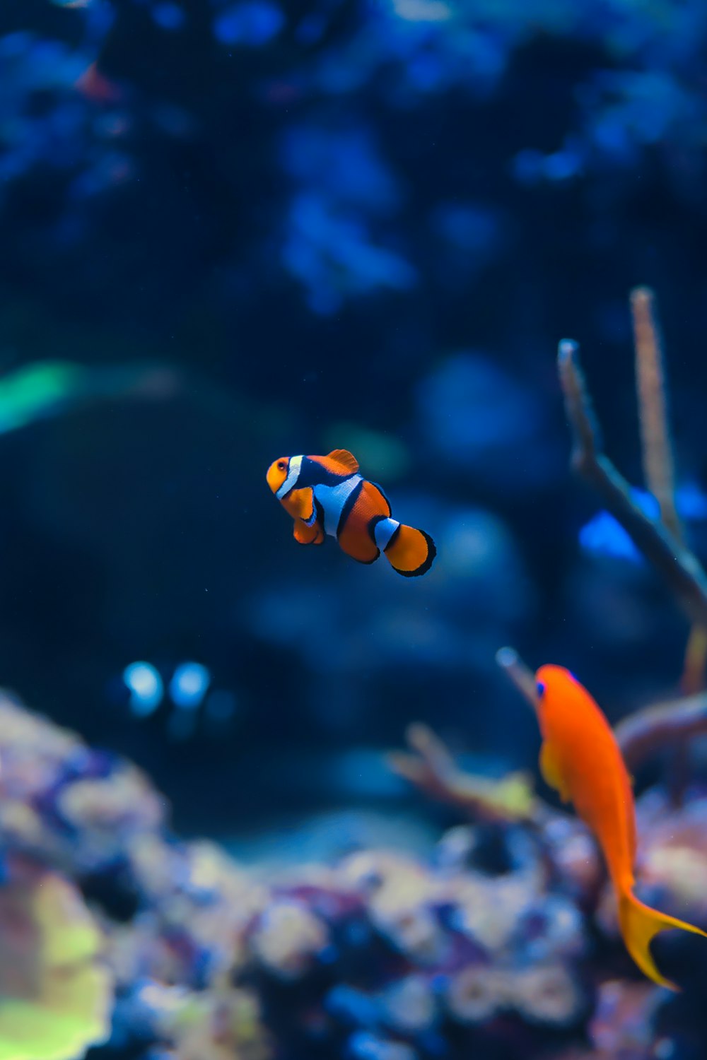 an orange and black clown fish swimming in an aquarium