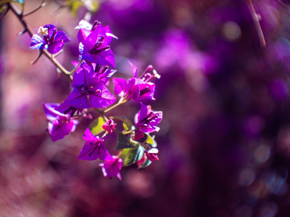 a bunch of purple flowers that are on a branch