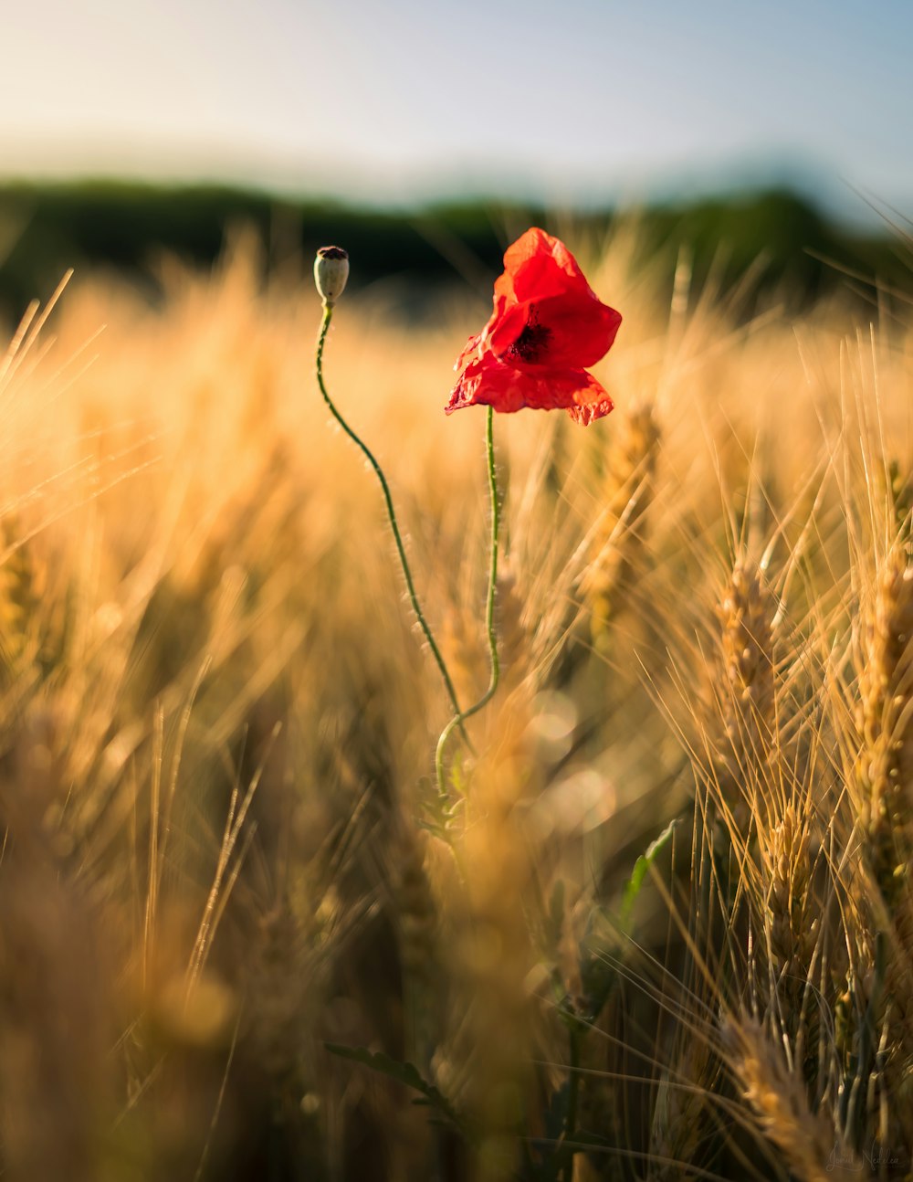 a red flower in a field of wheat