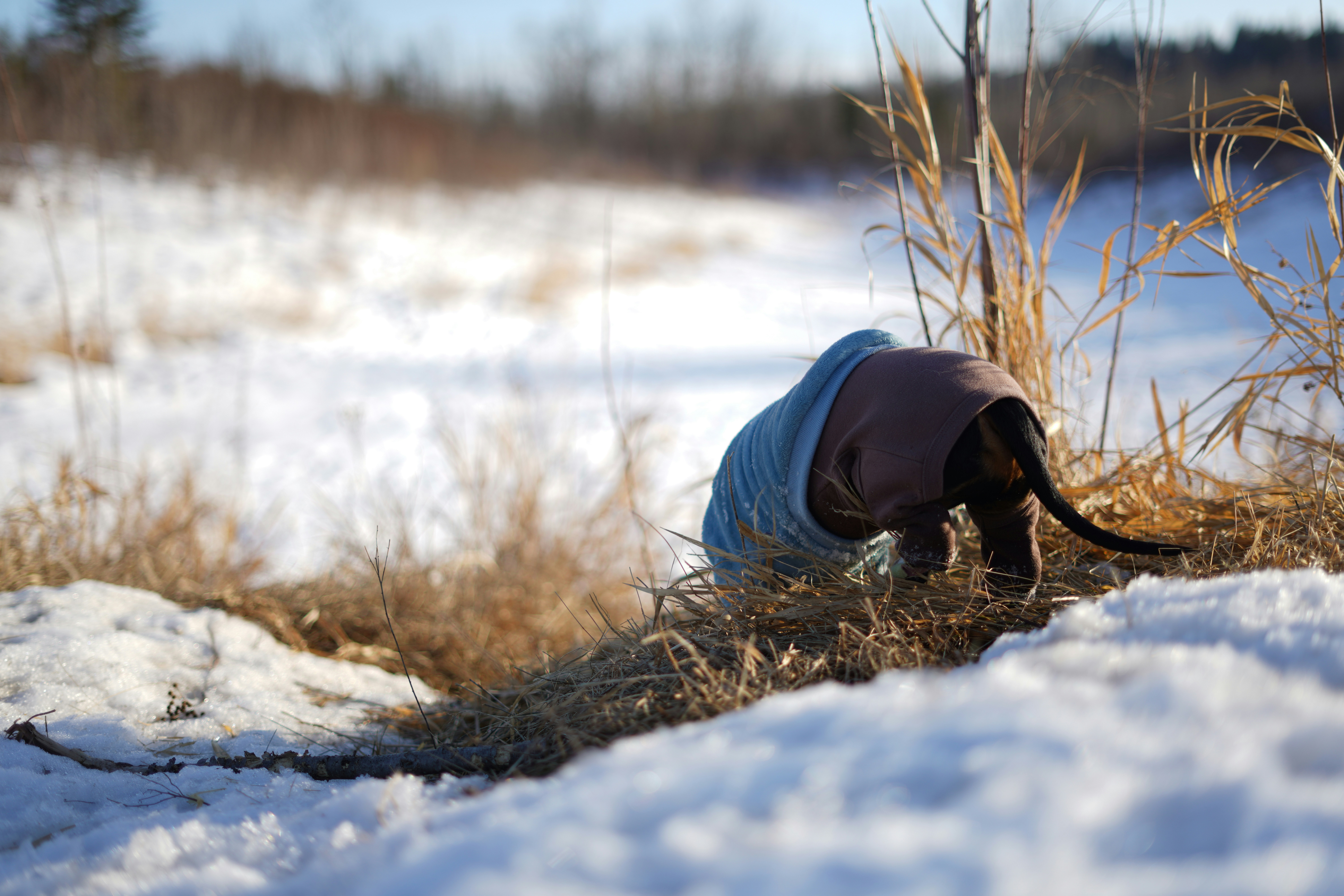 a dog wearing a blanket in the snow