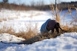 A small dog dressed in a blue and brown coat is seen with its back to the camera, sniffing at dry grass in a snowy field. The foreground is filled with snow, and tall, dry grass is visible. In the background, there are blurred trees and a clear blue sky, suggesting a cold, bright winter day.