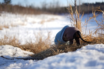 A small dog dressed in a blue and brown coat is seen with its back to the camera, sniffing at dry grass in a snowy field. The foreground is filled with snow, and tall, dry grass is visible. In the background, there are blurred trees and a clear blue sky, suggesting a cold, bright winter day.