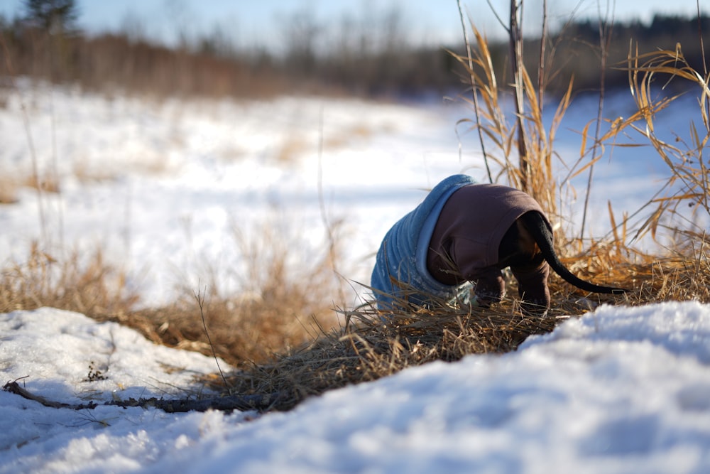 a dog wearing a blanket in the snow