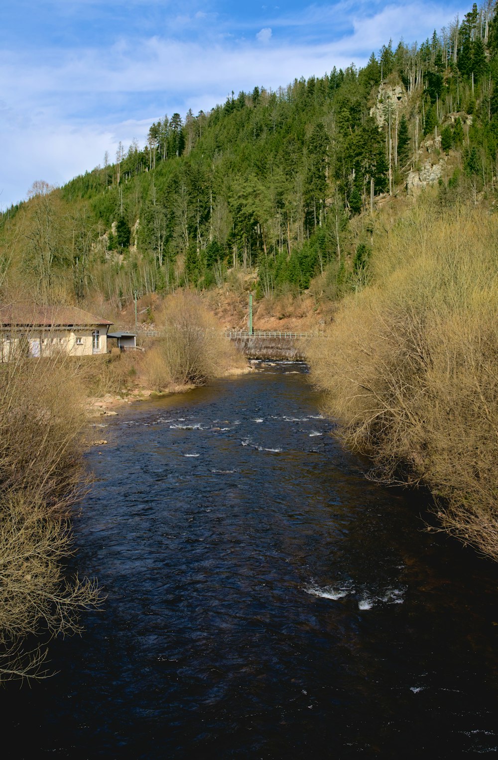 a river running through a lush green forest