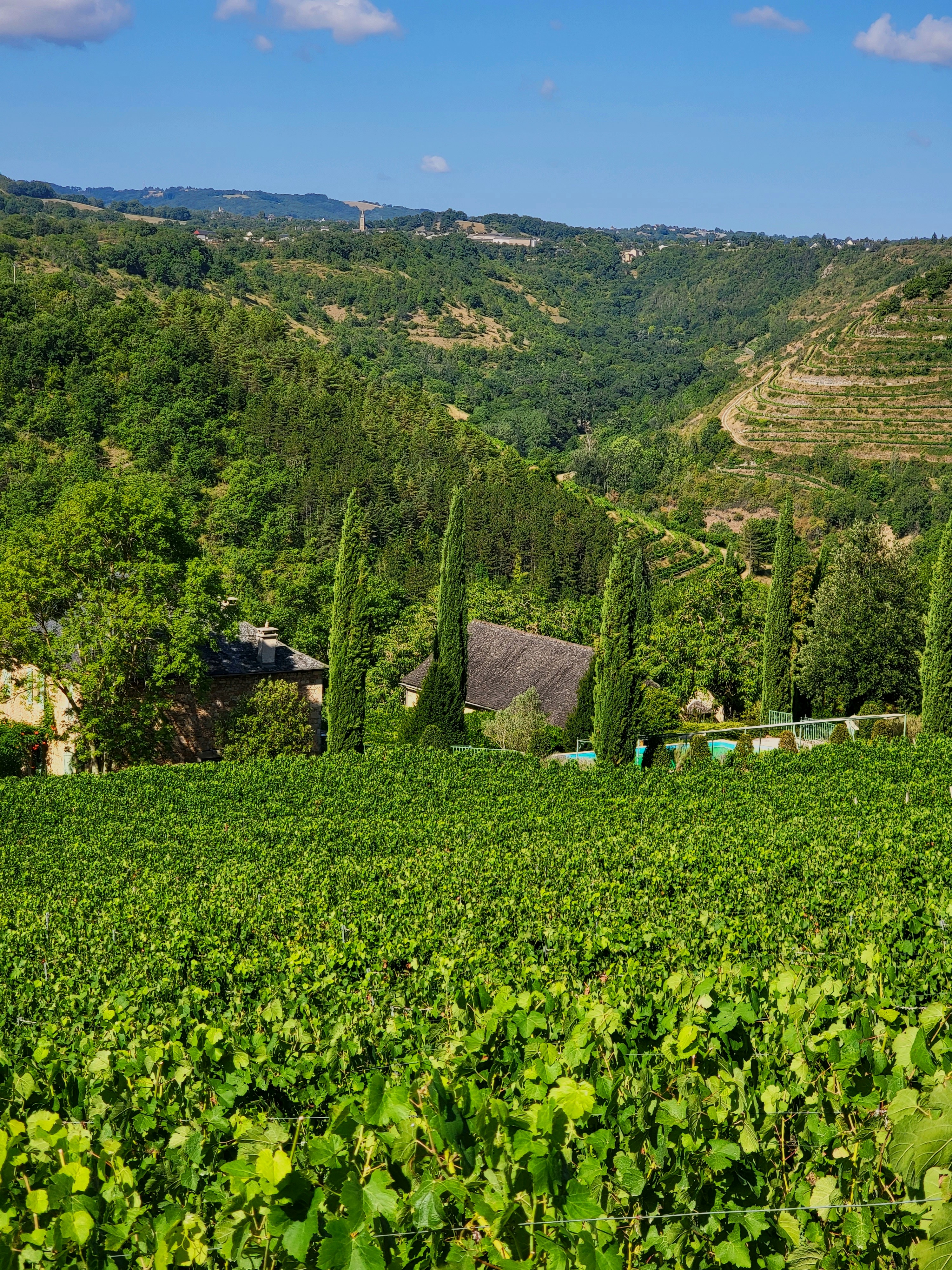 a lush green field filled with lots of trees