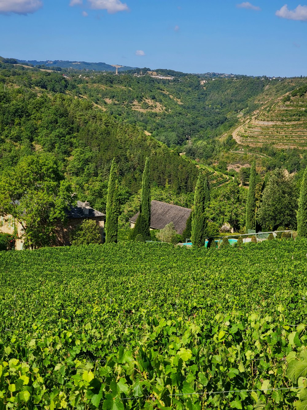 a lush green field filled with lots of trees