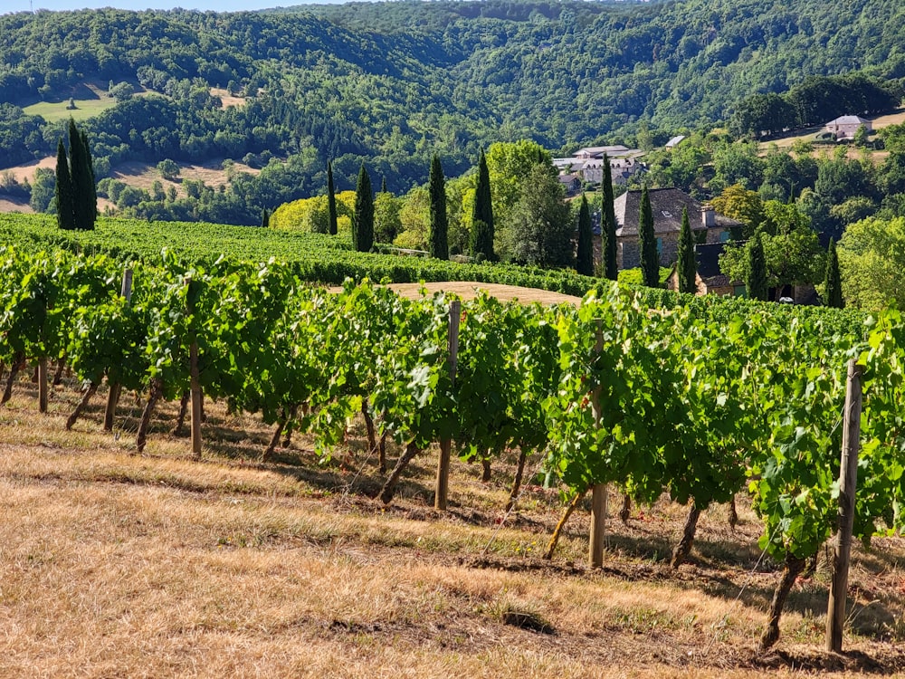 a vineyard with lots of green vines in the foreground