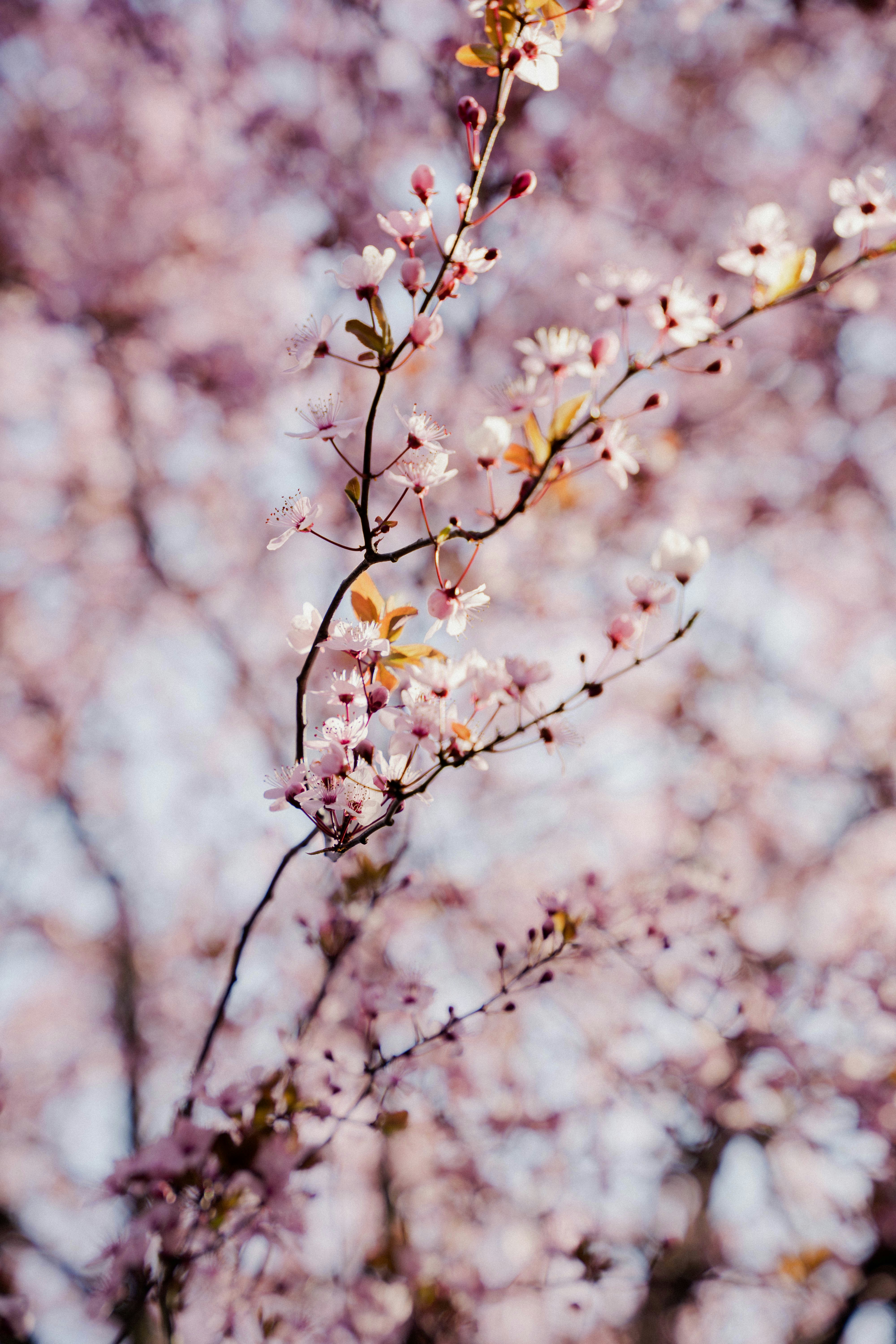 Photo by makiphotographer