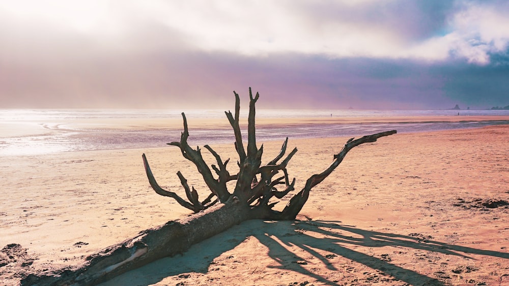 a tree that is sitting in the sand