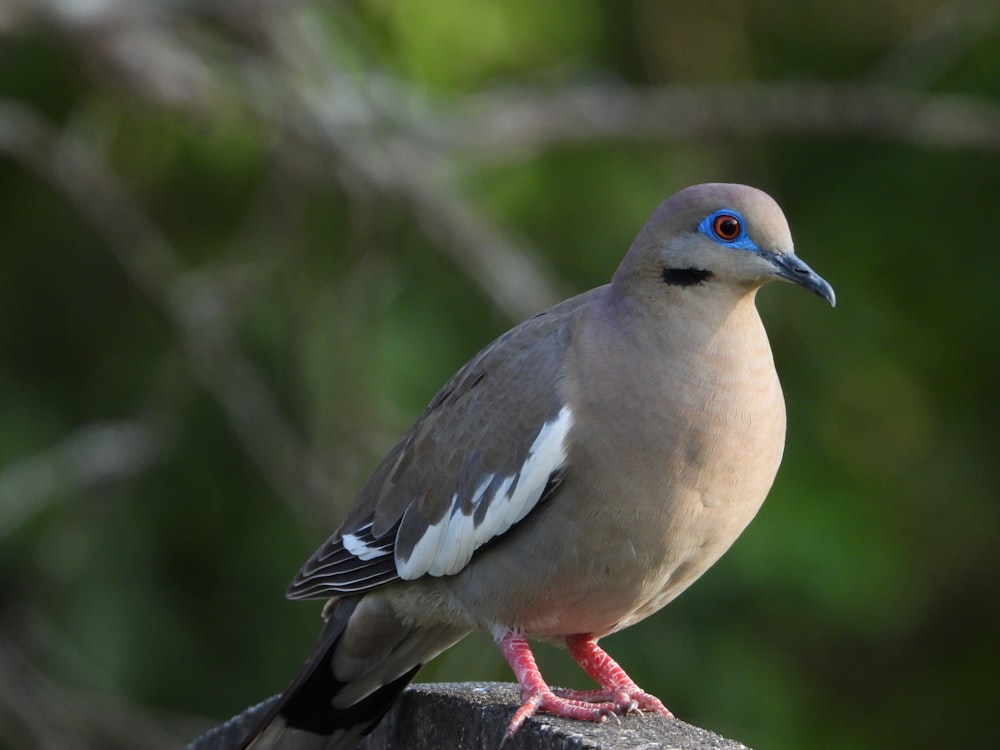 a bird sitting on top of a wooden post