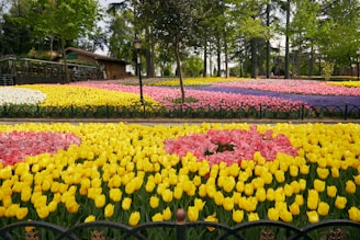 A vibrant garden filled with rows of colorful tulips in full bloom, creating a stunning display of yellow, pink, and purple flowers. The garden is bordered by lush green trees, and a small wooden structure is visible in the background. The setting is peaceful and well-maintained with ornamental fencing and a lamppost adding charm to the scene.