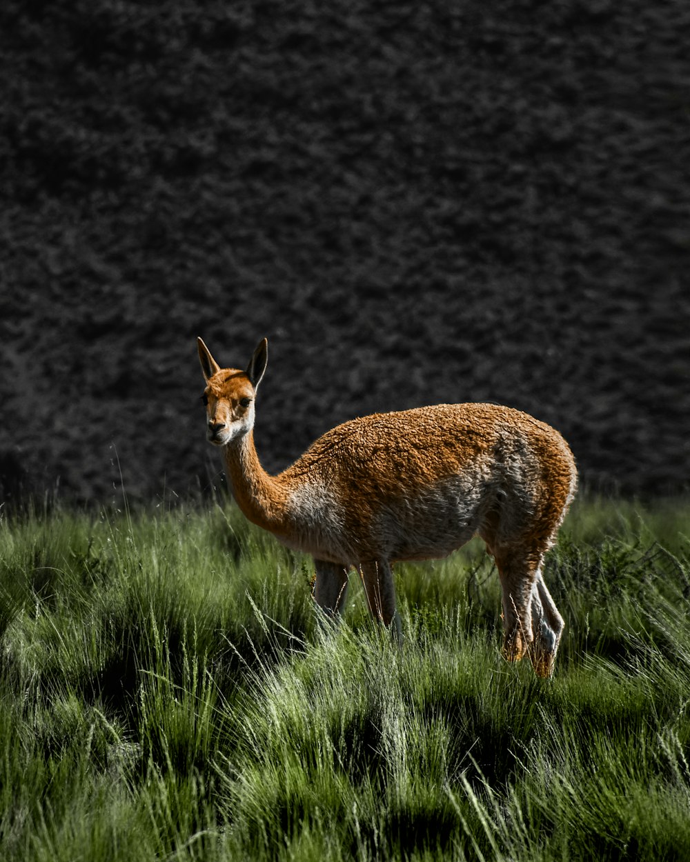 a deer is standing in a grassy field