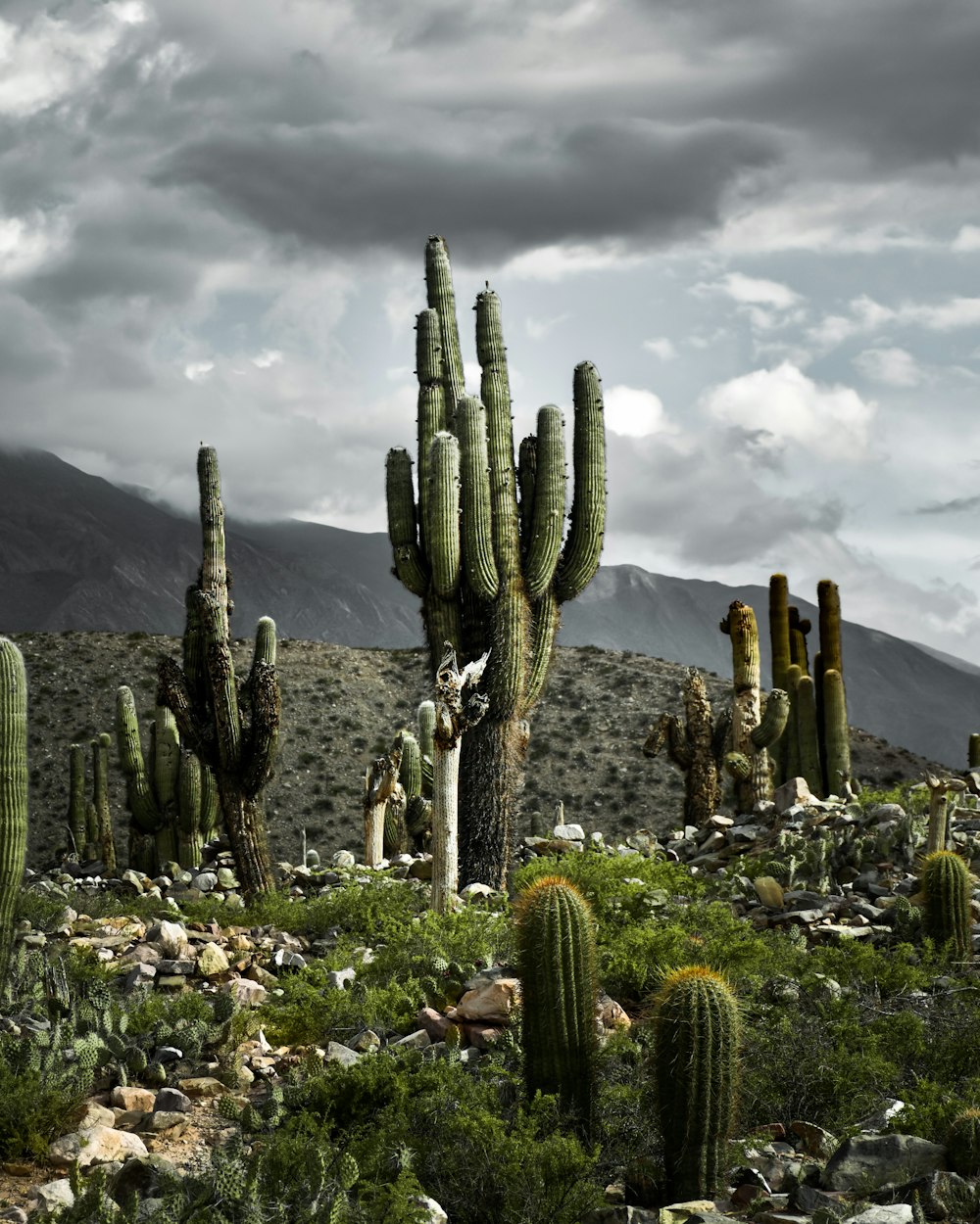 a bunch of cactus plants in a field